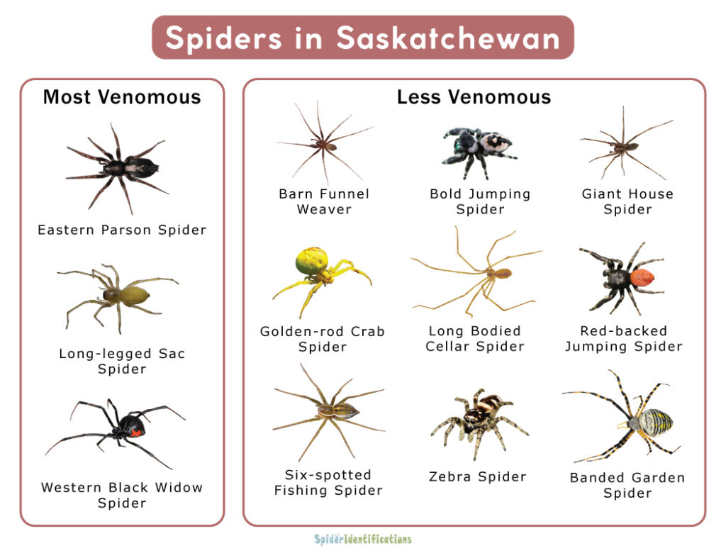 Spiders in Saskatchewan