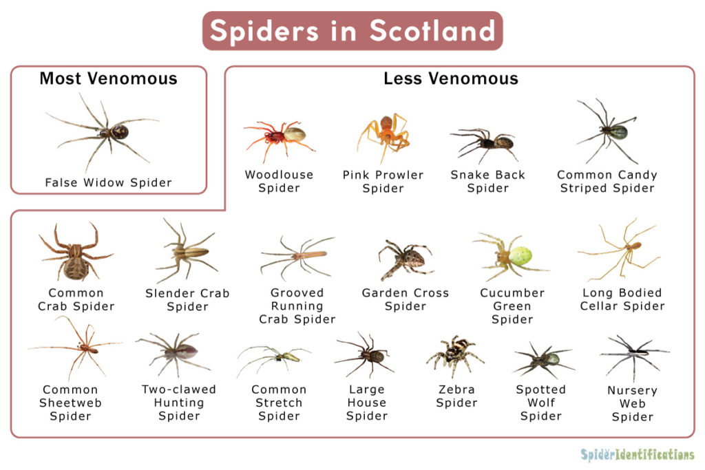 Spiders in Scotland