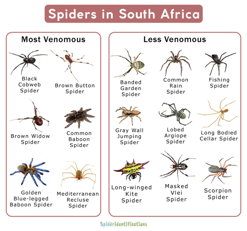 Spiders in South Africa