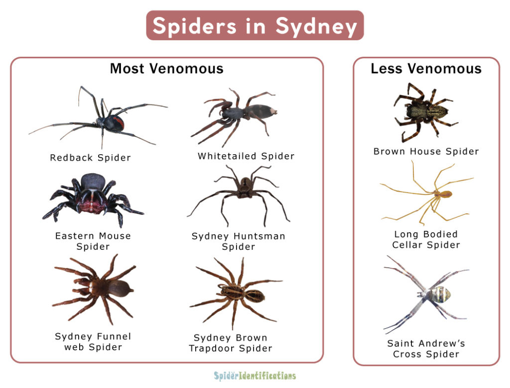 Spiders in Sydney