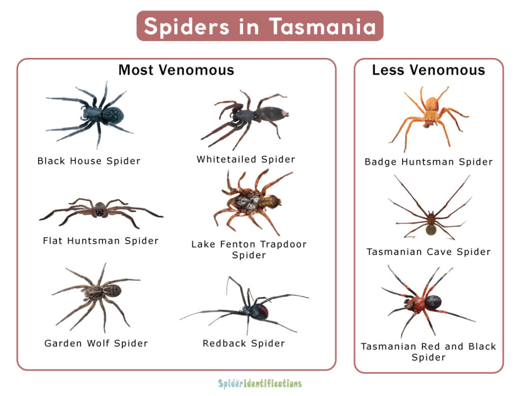 Spiders in Tasmania
