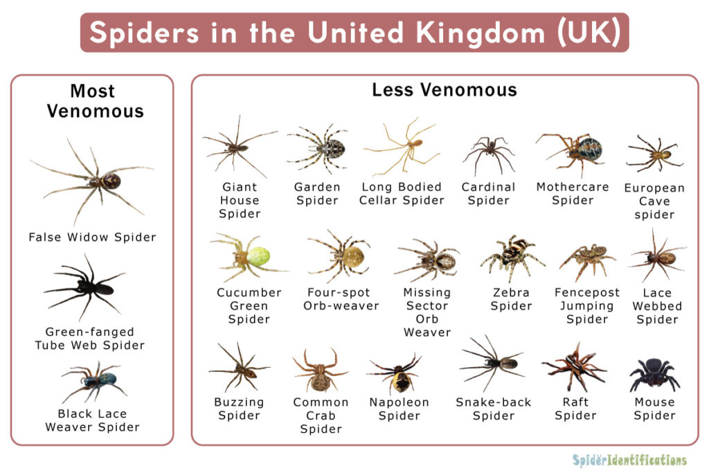 Spiders in UK