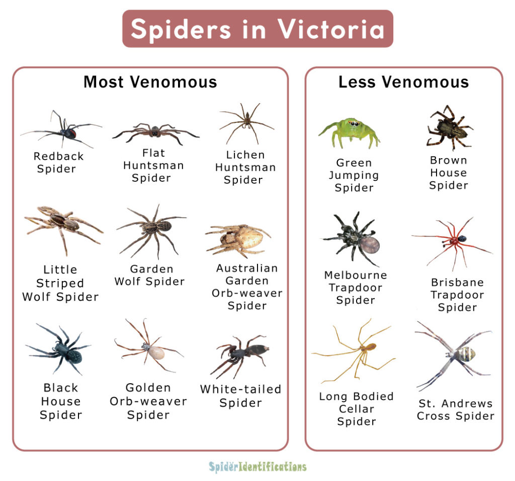 Spiders in Victoria