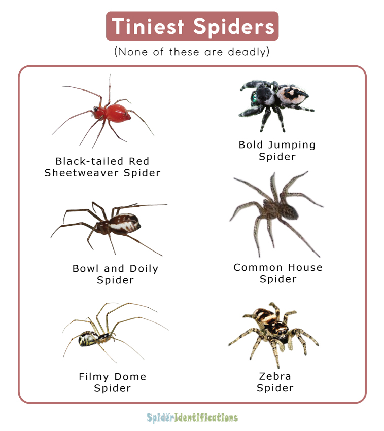 Tiniest Spiders