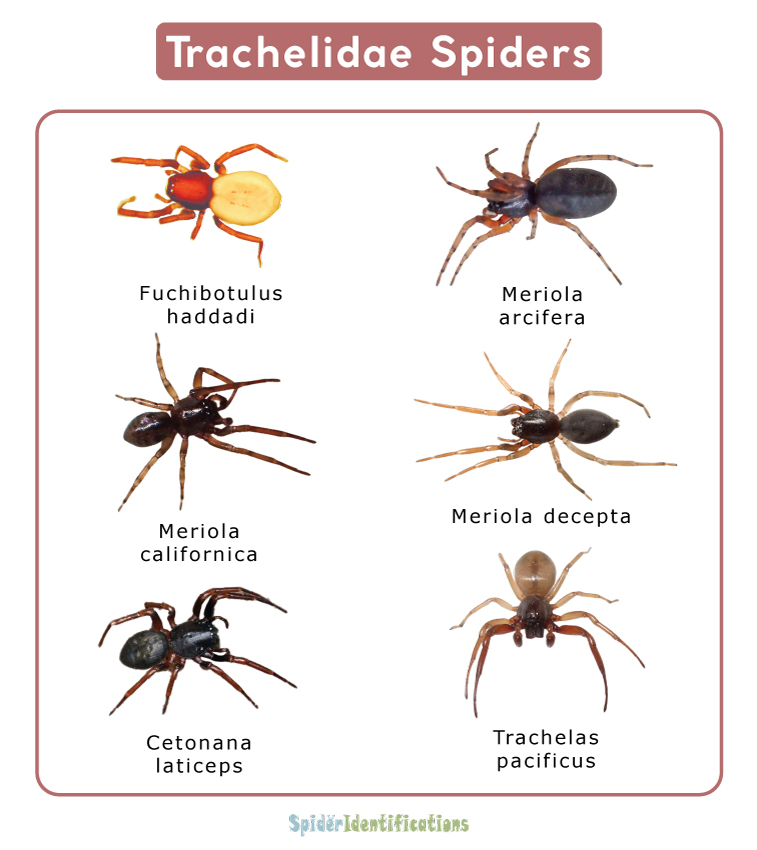 Trachelidae Spiders