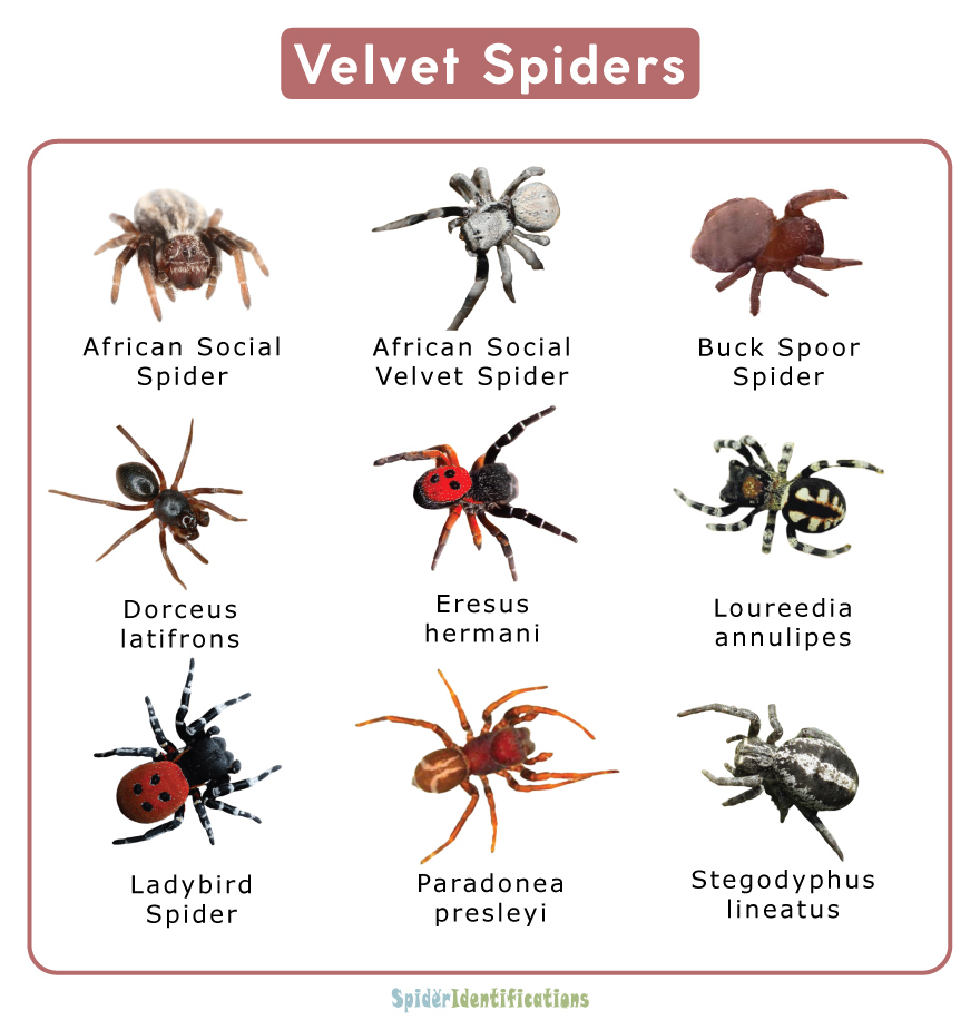 Velvet Spiders