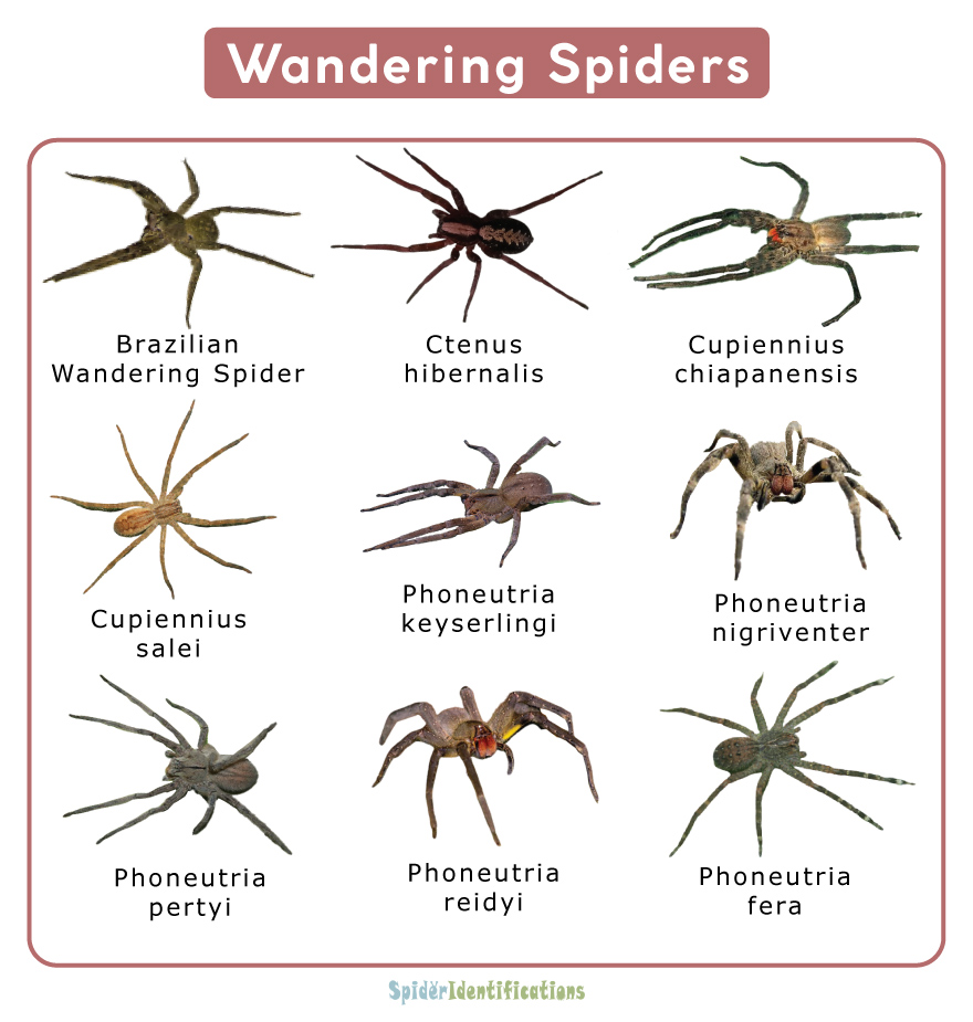 Wandering Spider(Ctenidae)Facts, Identifications & Pictures