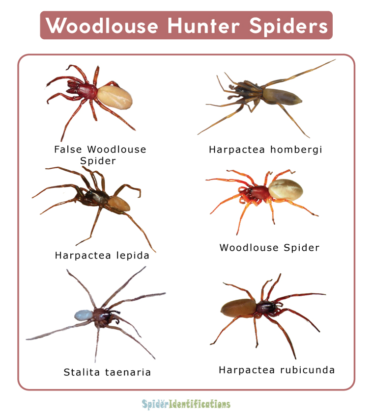 Woodlouse Hunter Spiders