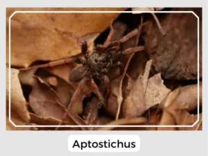 Aptostichus