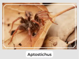 Aptostichus Picture