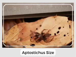 Aptostichus Size