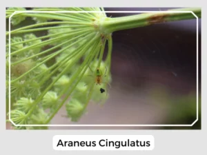 Araneus Cingulatus