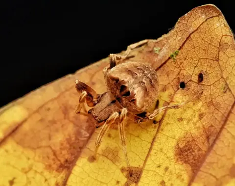 Araneus Gemma