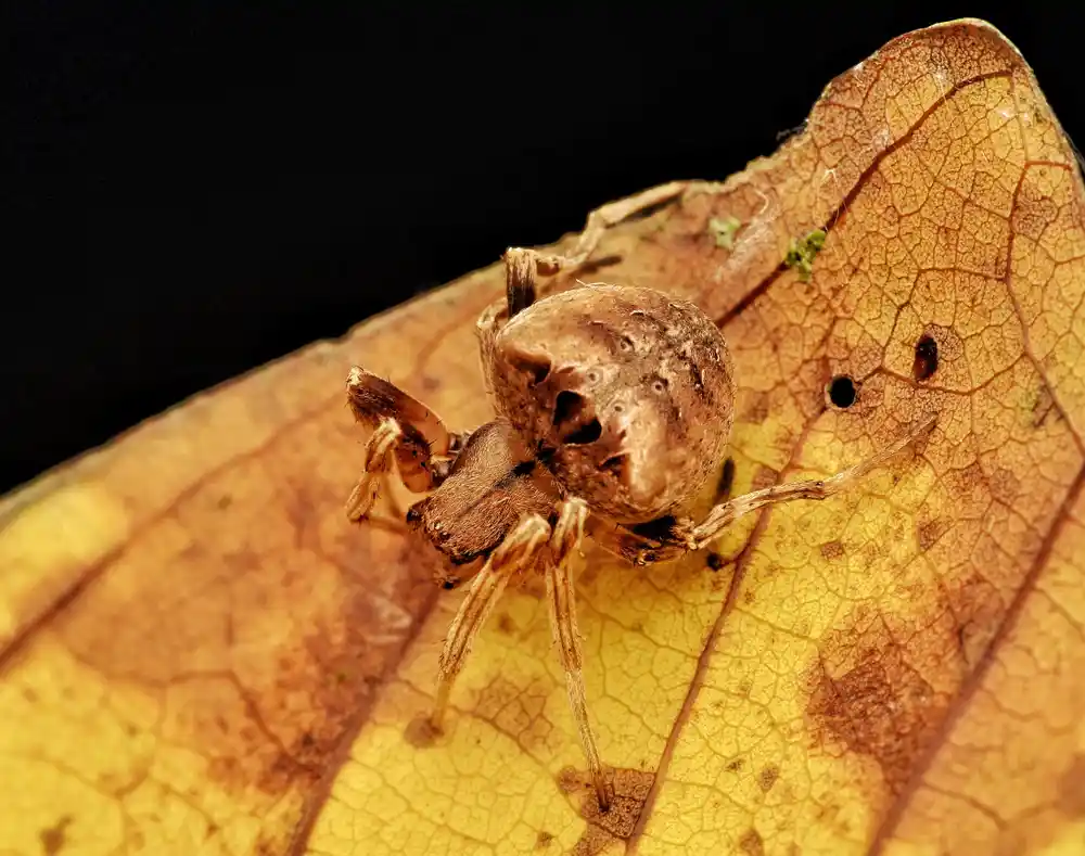Araneus Gemma