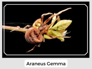 Araneus Gemma Picture