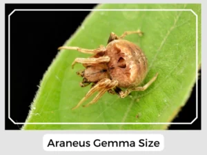 Araneus Gemma Size