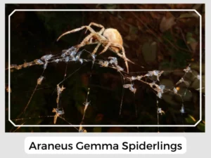 Araneus Gemma Spiderlings