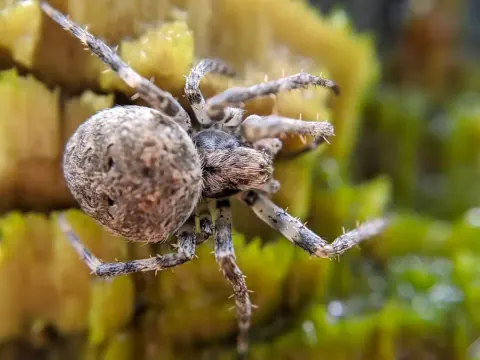 Araneus Ventricosus