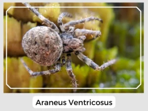 Araneus Ventricosus