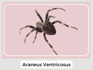 Araneus Ventricosus Image