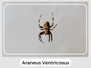 Araneus Ventricosus Picture