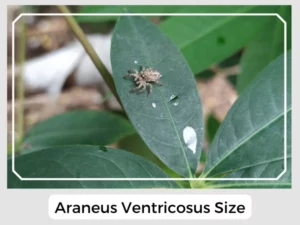 Araneus Ventricosus Size