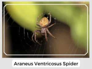 Araneus Ventricosus Spider
