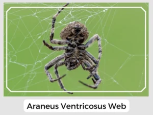 Araneus Ventricosus Web