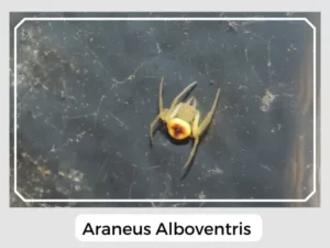 Araneus alboventris