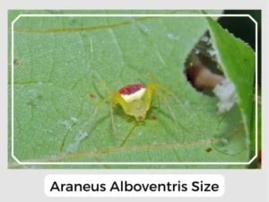 Araneus alboventris Size