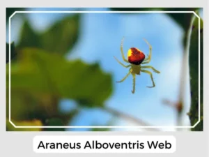 Araneus alboventris Web
