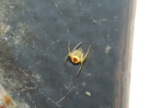Araneus alboventris