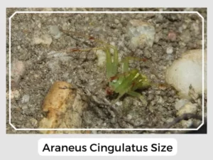Araneus cingulatus Size