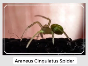 Araneus cingulatus Spider