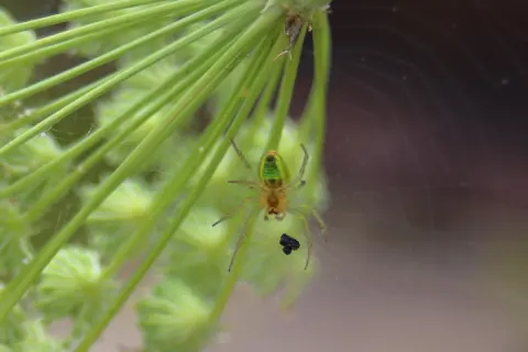 Araneus cingulatus