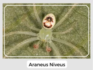 Araneus niveus