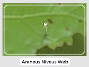 Araneus niveus web