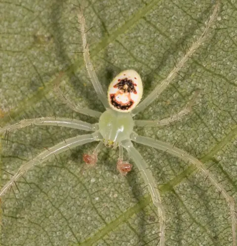 Araneus niveus