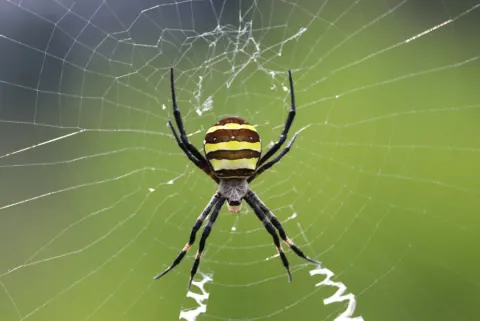 Argiope Amoena