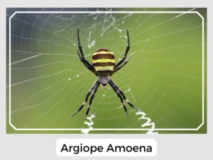 Argiope Amoena