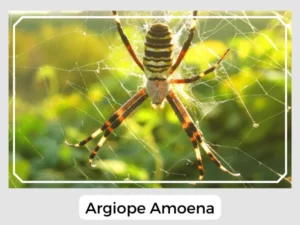 Argiope Amoena Image