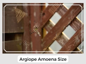 Argiope Amoena Size