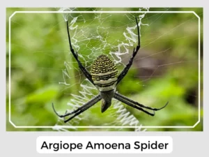 Argiope Amoena Spider