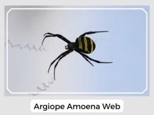 Argiope Amoena Web