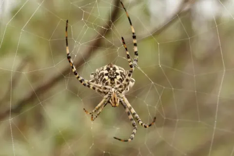 Argiope Lobata