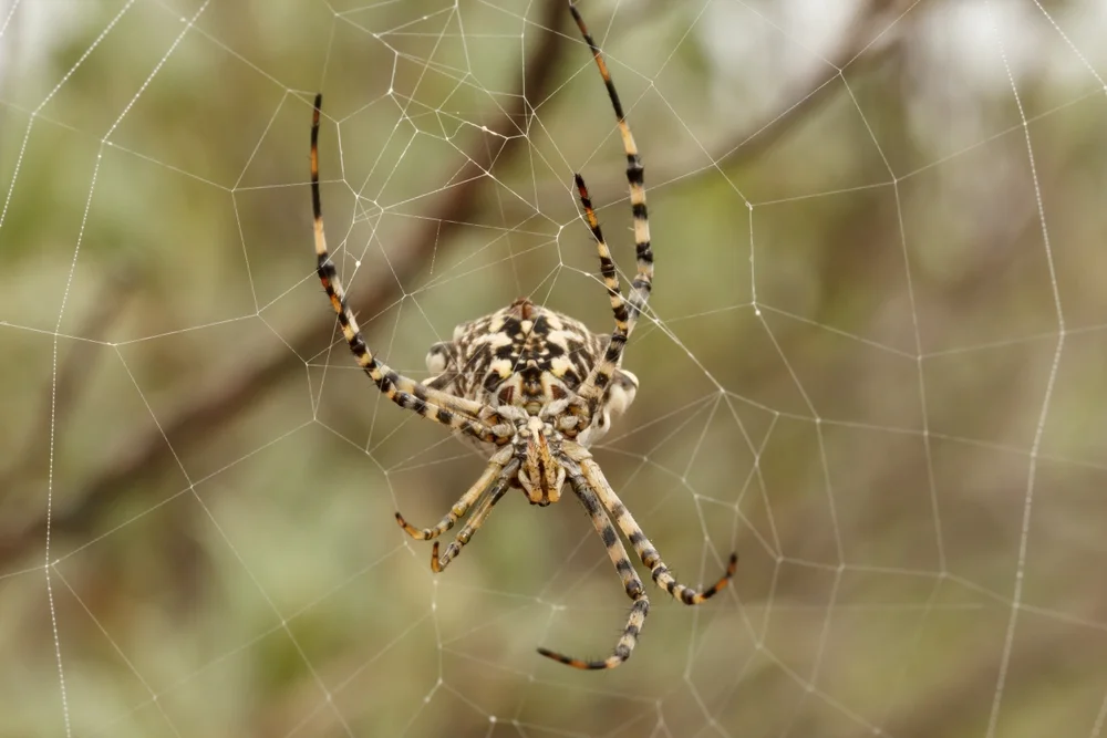 Argiope Lobata