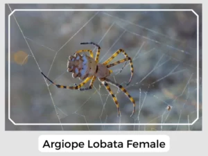 Argiope Lobata Female