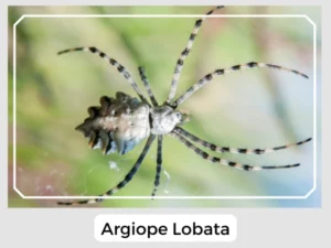 Argiope Lobata Image