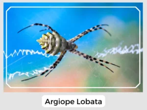 Argiope Lobata Picture