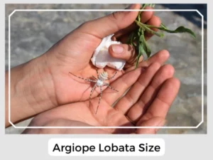 Argiope Lobata Size